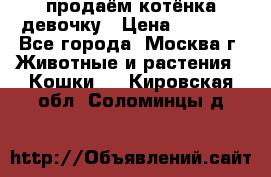 продаём котёнка девочку › Цена ­ 6 500 - Все города, Москва г. Животные и растения » Кошки   . Кировская обл.,Соломинцы д.